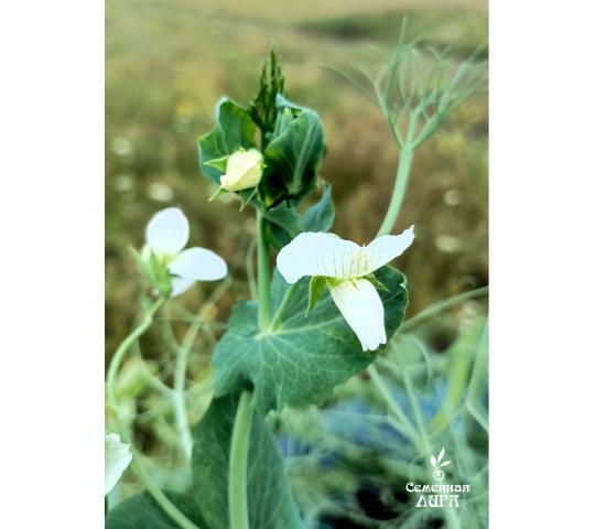 Фото 3 Семена гороха посевного сорт Ямбург, г.Заводоуковск 2025