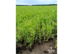 Семена гороха посевного сорт Ямбург