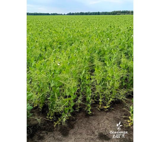 Фото 4 Семена гороха посевного сорт Ямбург, г.Заводоуковск 2025