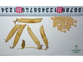 Семена гороха посевного сорт Ямбург