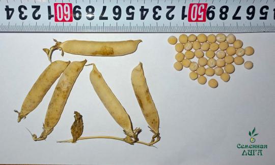 Фото 5 Семена гороха посевного сорт Ямбург, г.Заводоуковск 2025