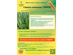 Новый сорт пшеницы мягкой яровой Тингер Новый сорт пшеницы мягкой яровой Тингер