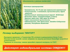 Новый сорт пшеницы мягкой яровой Тингер