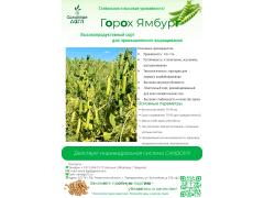 Новый сорт гороха посевного Ямбург Новый сорт гороха посевного Ямбург