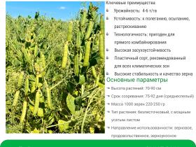 Новый сорт гороха посевного Ямбург