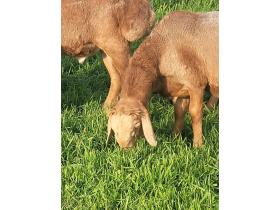 Мясо баранины