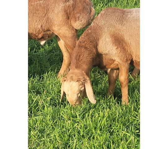 771630 картинка каталога «Производство России». Продукция Мясо баранины, г.Красноярск 2025