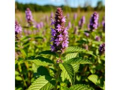 772923 картинка каталога «Производство России». Продукция Эфирное масло мяты перечной, г.Санкт-Петербург 2025 Фото 1 Мята перечная 2025