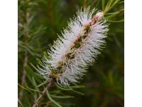 Эфирное масло чайного дерева