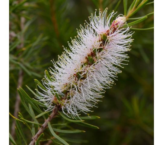 772924 картинка каталога «Производство России». Продукция Эфирное масло чайного дерева, г.Санкт-Петербург 2025