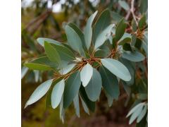 772925 картинка каталога «Производство России». Продукция Эфирное масло эвкалипта 80/85, г.Санкт-Петербург 2025 Фото 1 Эфирное масло эвкалипта 80/85, г.Санкт-Петербург 2025