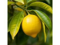 772926 картинка каталога «Производство России». Продукция Эфирное масло лимона, г.Санкт-Петербург 2025 Фото 1 Эфирное масло Лимона 2025