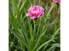 772927 картинка каталога «Производство России». Продукция Эфирное масло гвоздики (листья), г.Санкт-Петербург 2025 Фото 1 Эфирное масло гвоздики (листья), г.Санкт-Петербург 2025