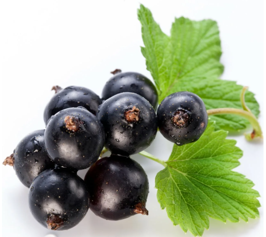 Фото опубликовано: СППСК "НОВГОРОДСКАЯ ЯГОДА", ИНН 5314002939, novgorodberry.ru  ©