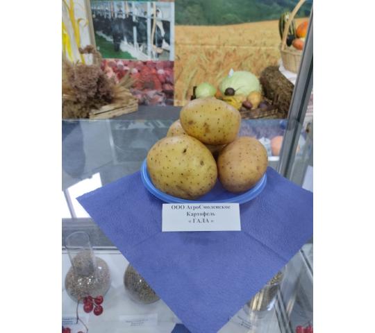 Фото 2 Картофель