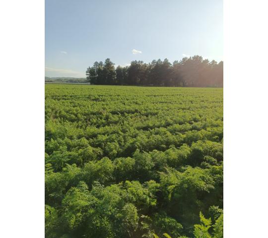 Фото 4 Поле с морковью