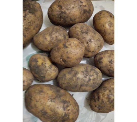 Фото опубликовано: ООО "АГРОСМОЛЕНСКОЕ", ИНН 3827010850  ©