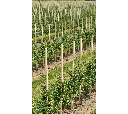 Фото 8 Вешки из дерева для геодезии и подвязки растений, г.Нижний Новгород 2026