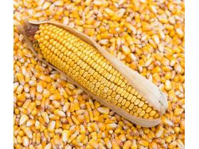 Кукуруза продовольственная, на пищевые цели