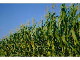 Кукуруза продовольственная, на пищевые цели