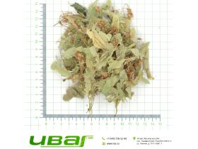 Липа цветки