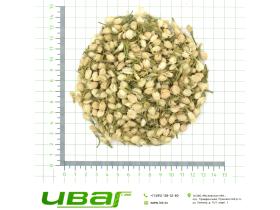 Жасмин цветки