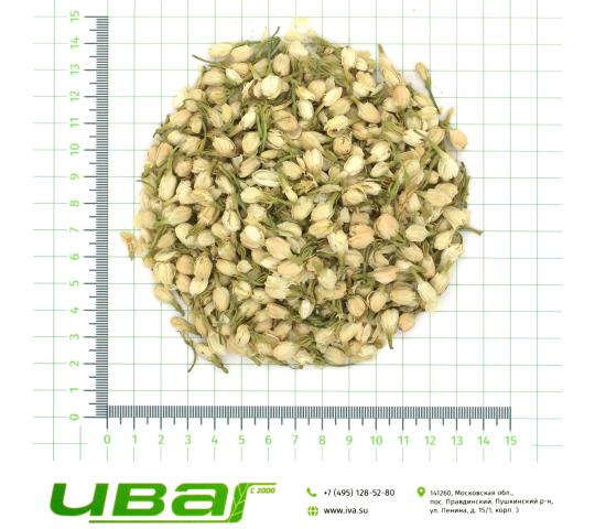 Фото 2 Жасмин цветки, г.Пушкино 2026