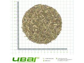 Кипрей (Иван-чай) Россия