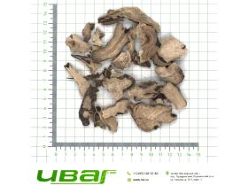 Пион корень резаный