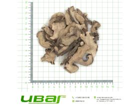 Пион корень резаный