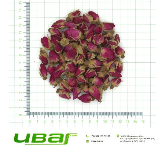 Фото 3 Роза бутоны целые, г.Пушкино 2026