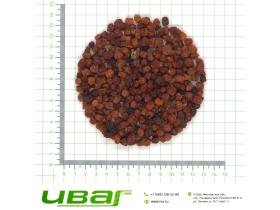 Рябина плоды красные Россия