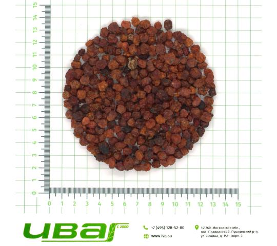 Фото 4 Рябина плоды красные Россия, г.Пушкино 2026