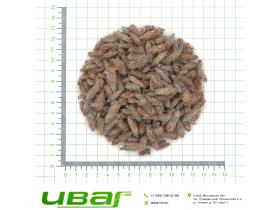 Сосновая почка