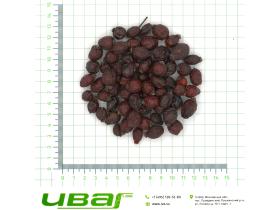 Шиповник плоды Россия