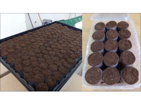 Торфяные пробки «САФИТ АГРО»