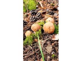 Сушёный белый гриб (Boletus edulis)