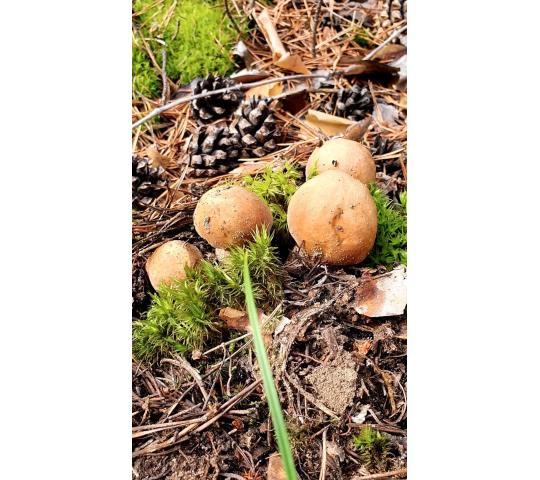 Фото опубликовано: ИП Уракова Лариса Владимировна, ИНН 223917662778, sila-altay.ru  ©