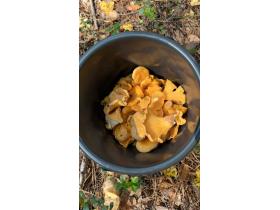 Лисички сушёные (Cantharellus cibarius)