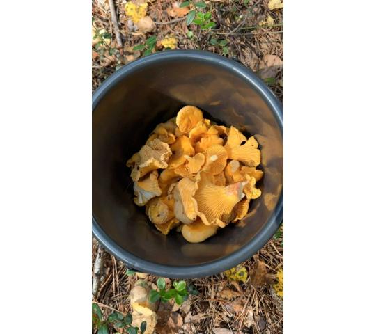 Фото 1 Лисички сушёные (Cantharellus cibarius), г.Рубцовск 2026