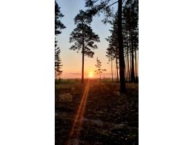 Лисички сушёные (Cantharellus cibarius)