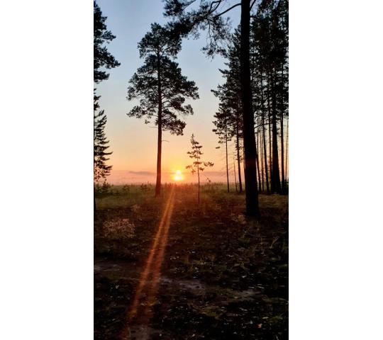 Фото 2 Лисички сушёные (Cantharellus cibarius), г.Рубцовск 2026