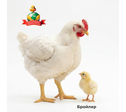 Фото опубликовано: ООО "АГРОФИРМА "СИБИРСКАЯ ПТИЦА", ИНН 5425002194, sib-bird.ru  ©