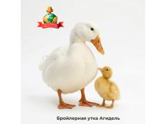 Фото 1 Бройлерная утка Агидель 2026