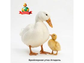 Агрофирма «Сибирская Птица»