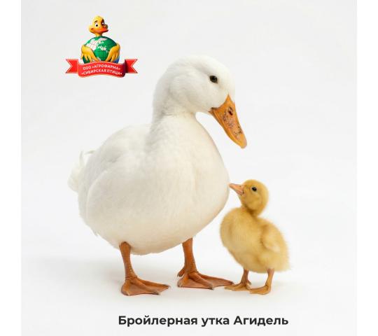 Фото опубликовано: ООО "АГРОФИРМА "СИБИРСКАЯ ПТИЦА", ИНН 5425002194, sib-bird.ru  ©