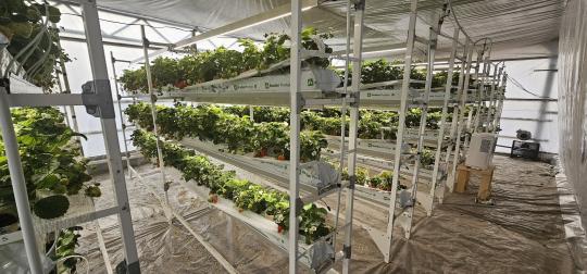 Фото 2 Ряд стеллажей UFARMS с земляникой в теплице