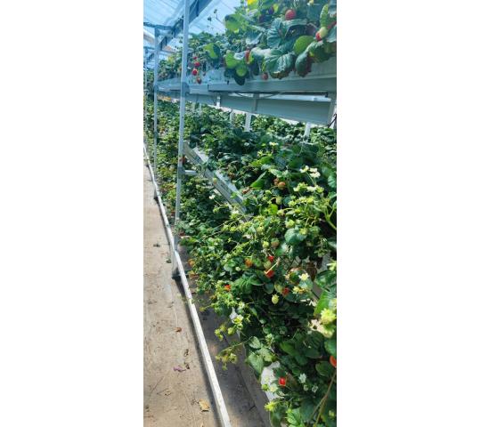 Фото 4 Конструкция стеллажа UFARMS с лотками для выращивания